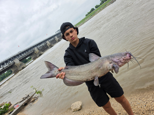Channel Catfish