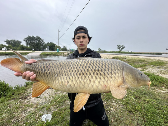 Common Carp