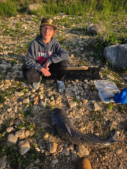 Channel Catfish