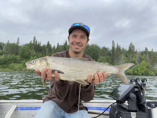 Lake Whitefish
