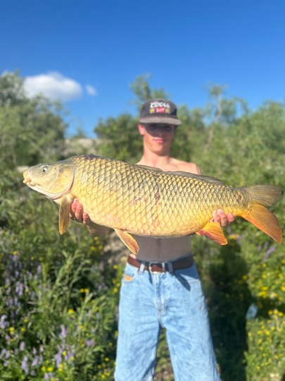 Common Carp