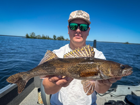 Sauger