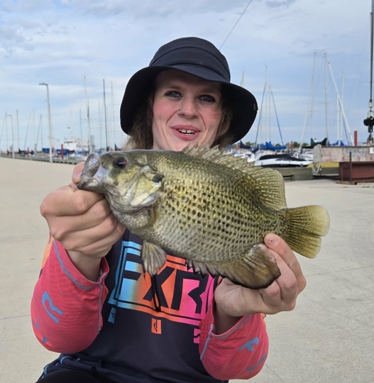 Rock Bass