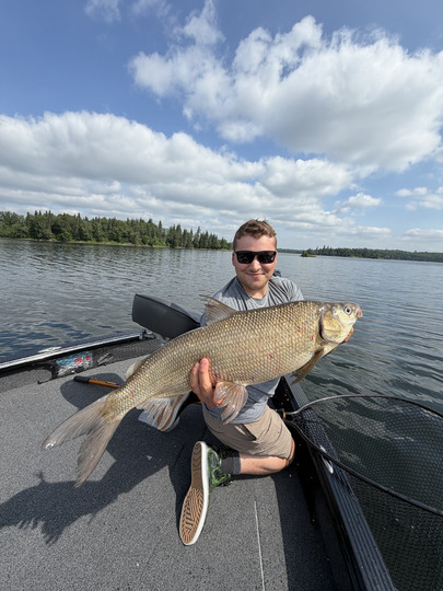Lake Whitefish