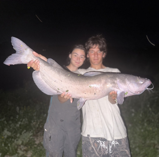 Channel Catfish