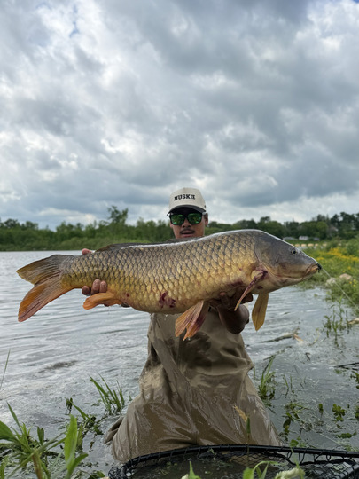 Common Carp