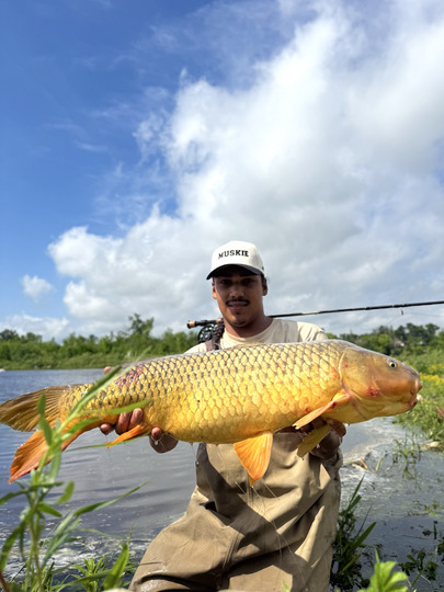 Common Carp
