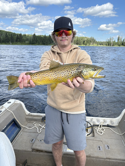 Brown Trout