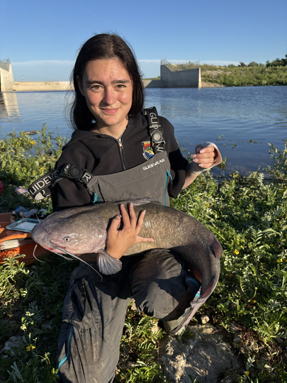 Channel Catfish