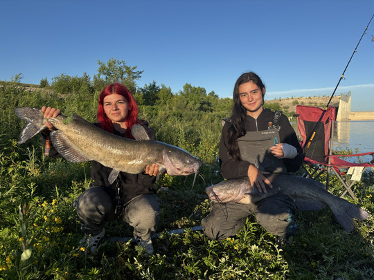 Channel Catfish