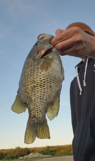 Rock Bass