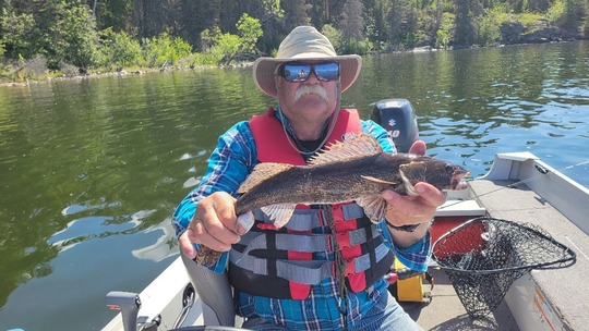 Sauger
