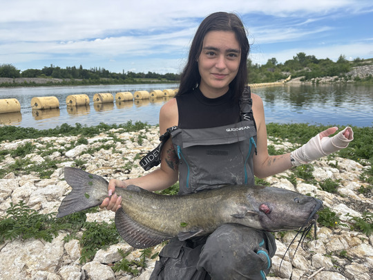 Channel Catfish