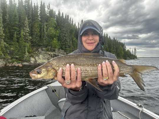 Lake Whitefish