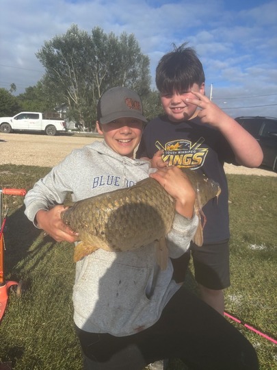 Common Carp