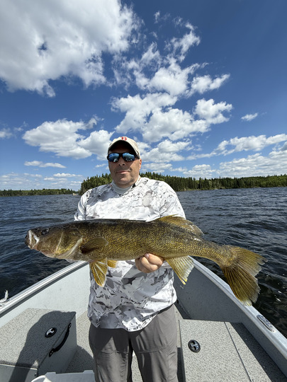 Walleye