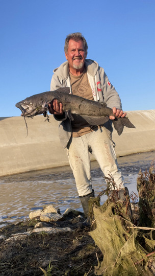 Channel Catfish