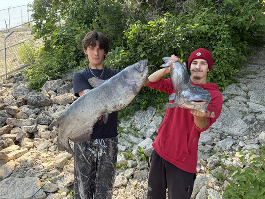 Channel Catfish