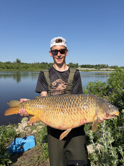 Common Carp