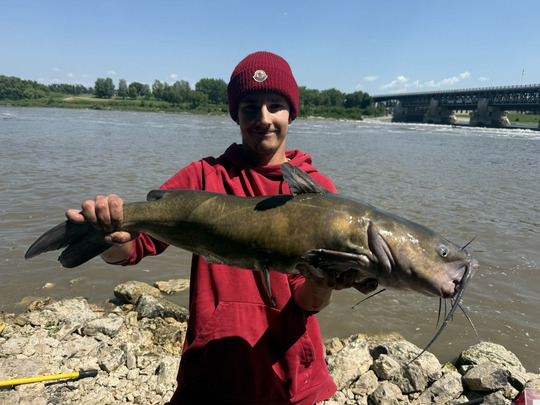 Channel Catfish