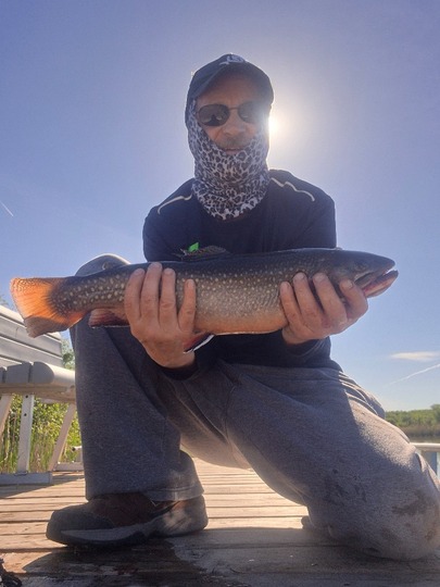 Brook Trout