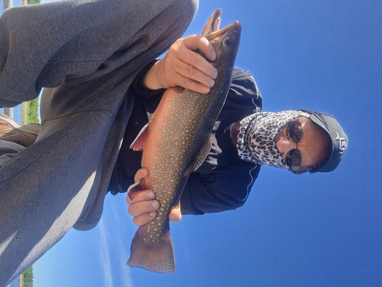 Brook Trout