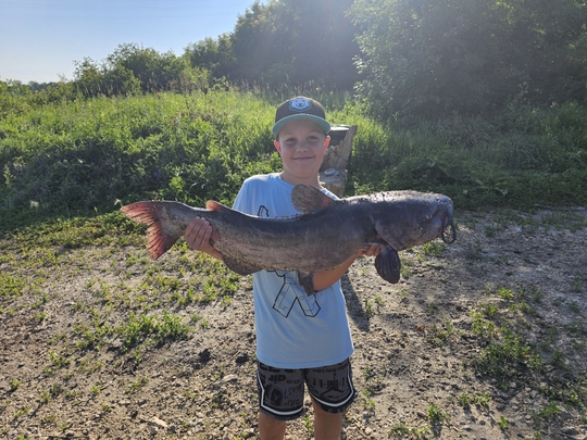Channel Catfish