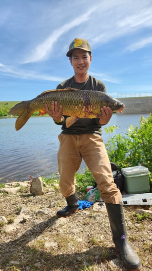 Common Carp