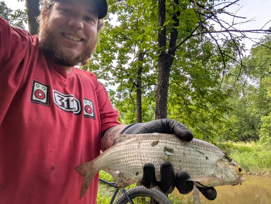 Goldeye