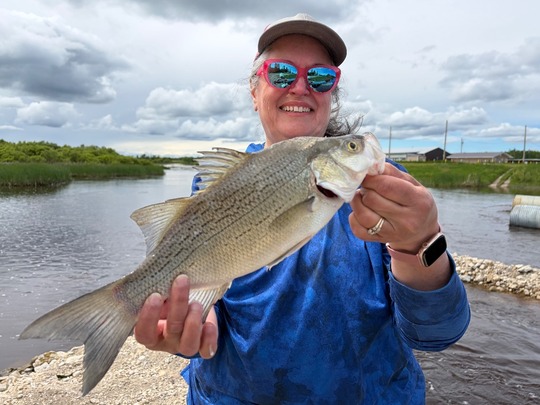 White Bass