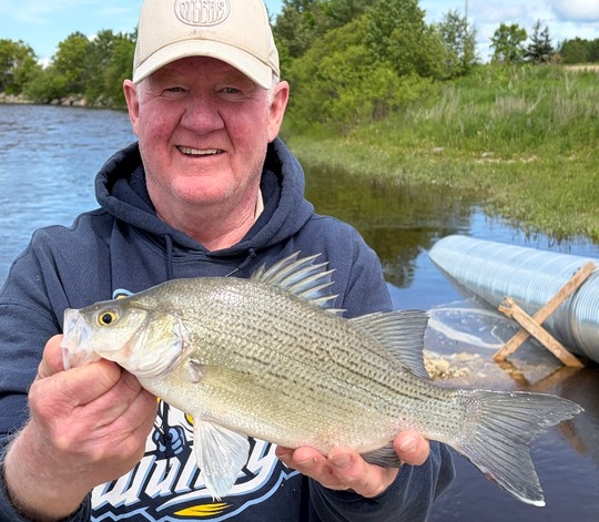 White Bass