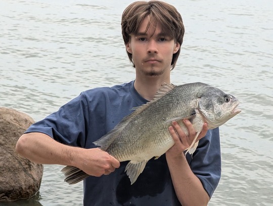 Freshwater Drum