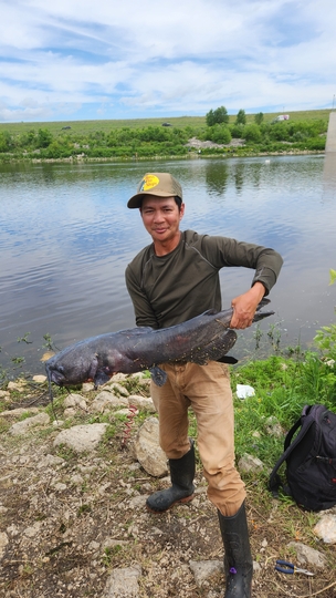 Channel Catfish