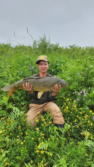 Common Carp