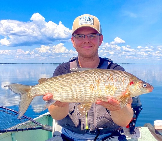 Lake Whitefish