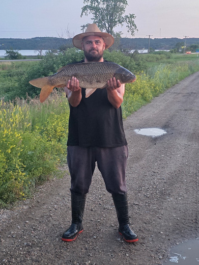 Common Carp