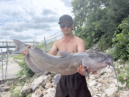 Channel Catfish
