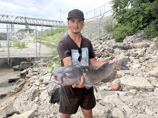 Channel Catfish