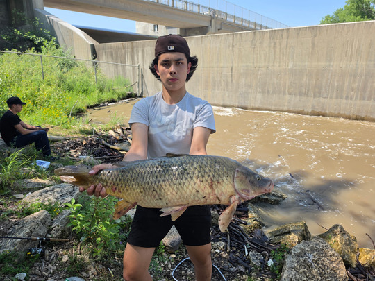 Common Carp