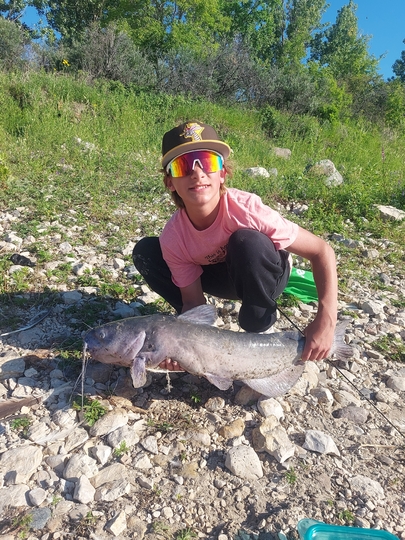 Channel Catfish