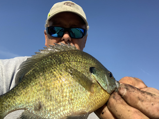 Sunfish