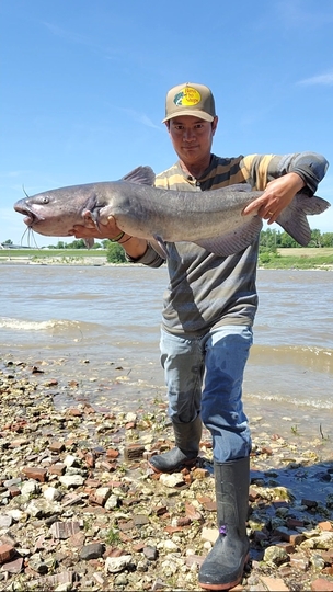Channel Catfish