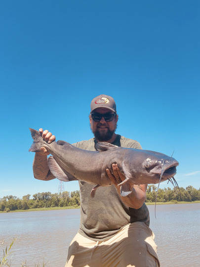 Channel Catfish