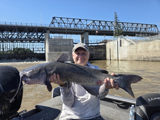 Channel Catfish