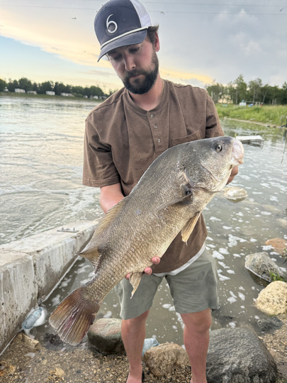 Freshwater Drum
