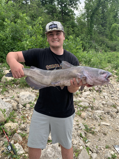 Channel Catfish