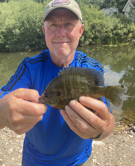 Sunfish