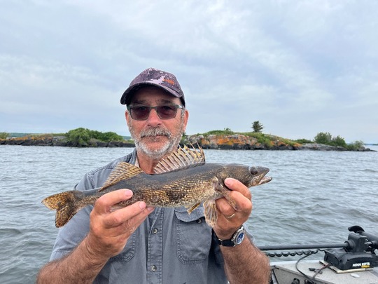 Sauger