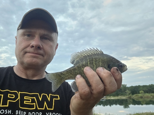 Sunfish