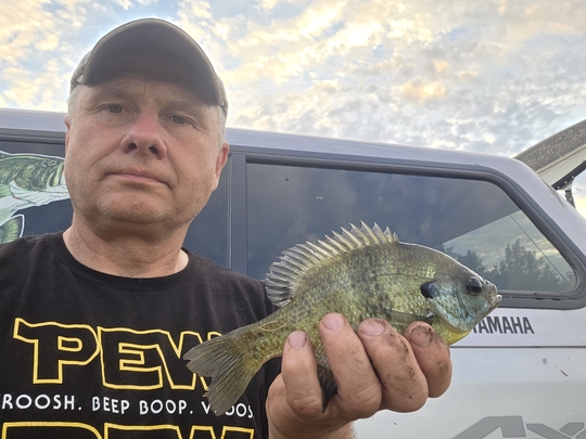Sunfish